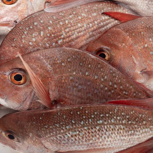 Whole snapper packed on crushed ice at the Afishonado counter