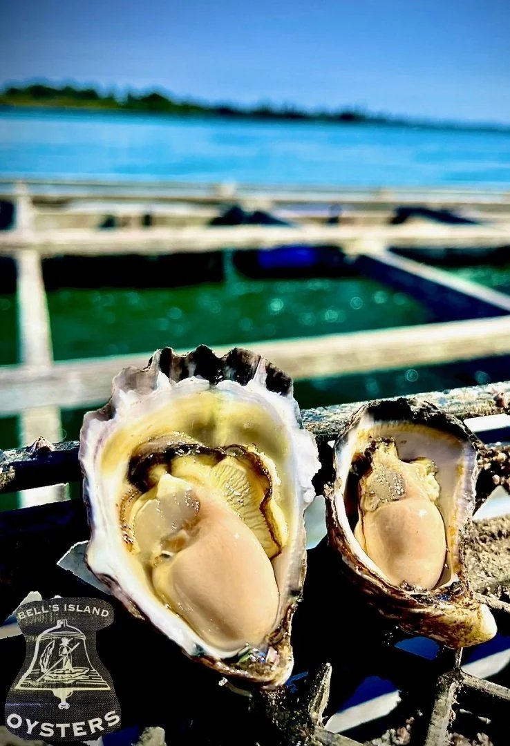 Freshly shucked oysters on the shell held above the water at an oyster lease