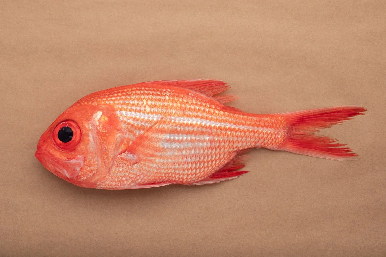 A whole scarlet Bight redfish (nannygai) on tan paper