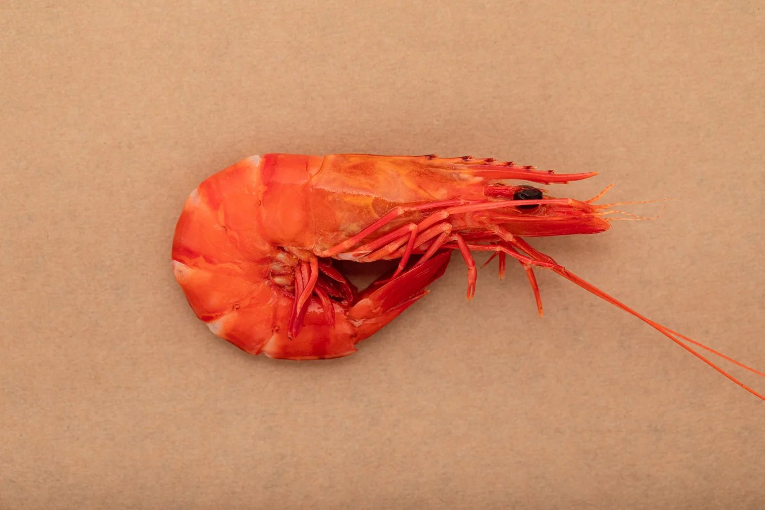 A single whole cooked school prawn on tan paper