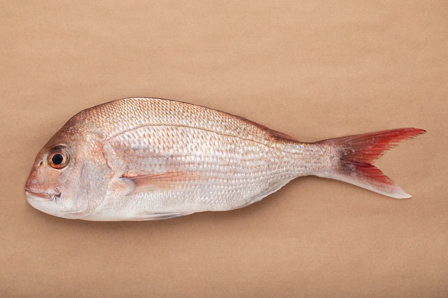 A whole silver-pink snapper photographed flat on warm tan paper